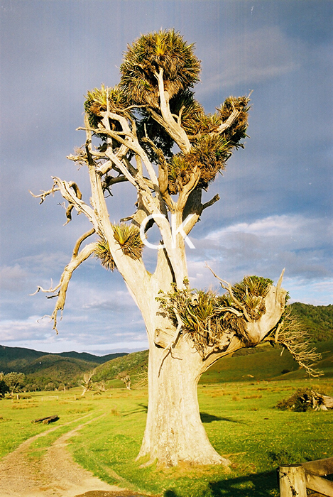 NZ_10_11