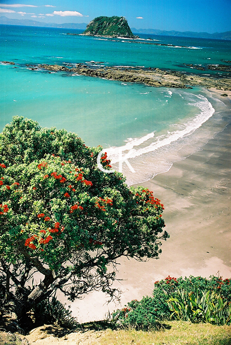 NZ_11_18