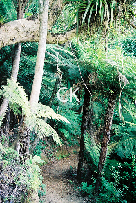 NZ_11_26