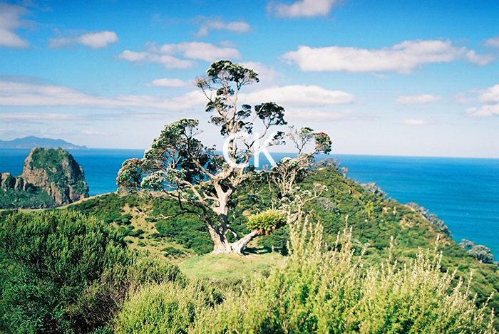 NZ_11_34