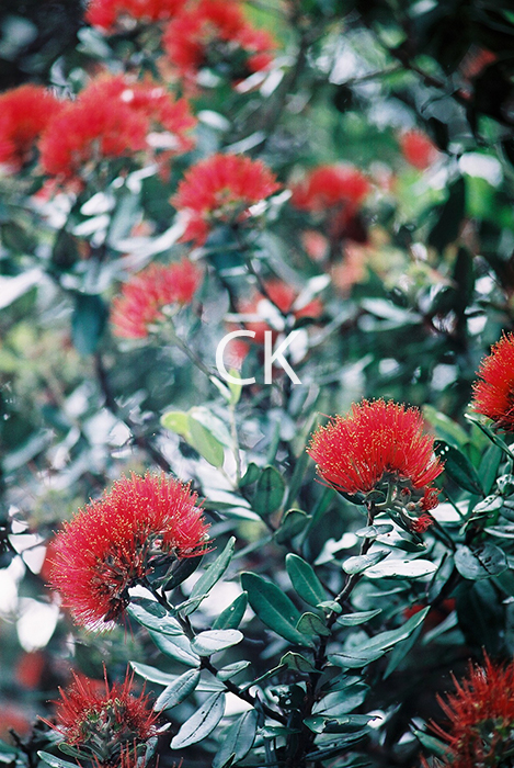 NZ_16_04