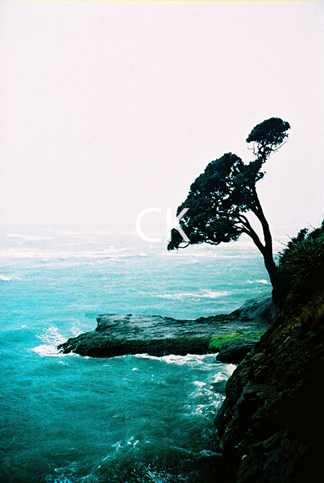 NZ_18_36