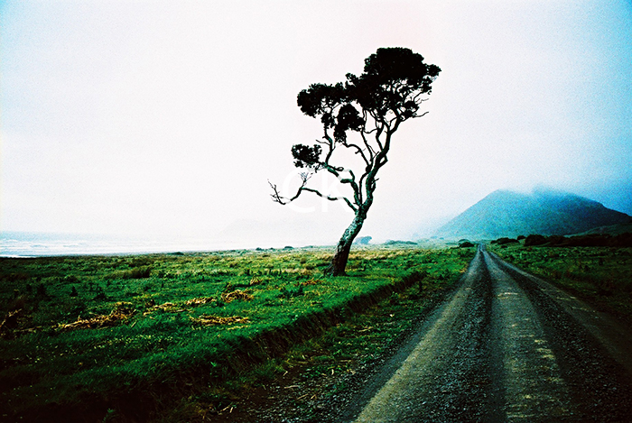NZ_19_06