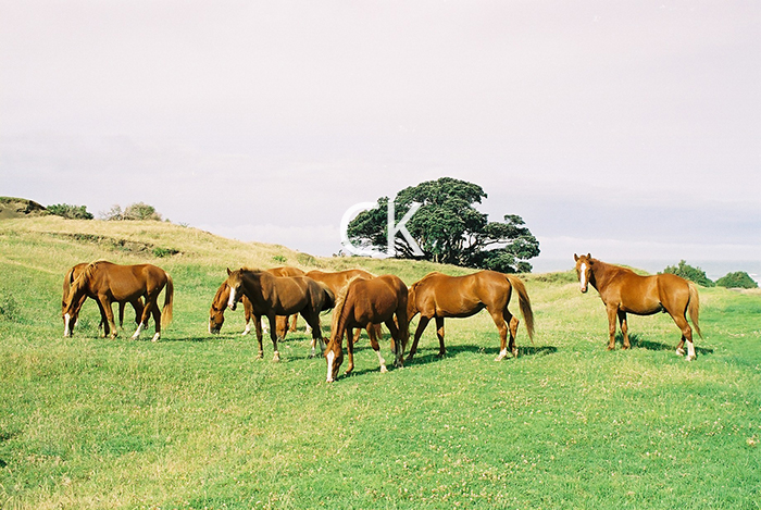 NZ_20_04