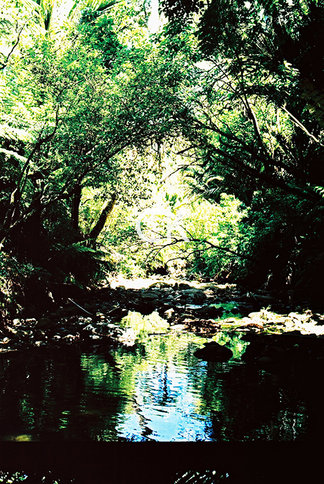 NZ_30_23