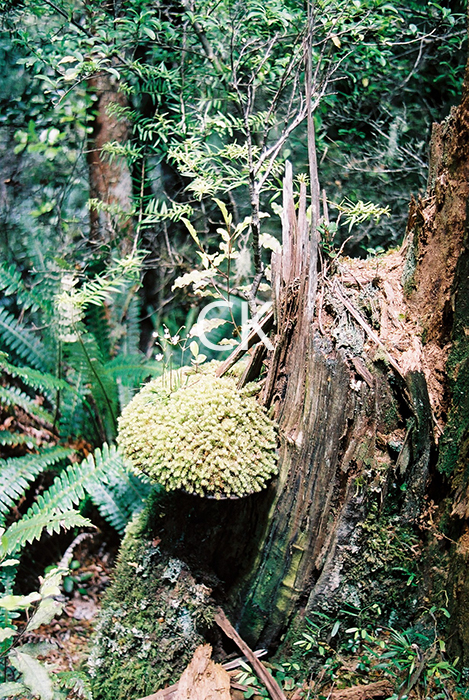 NZ_32_20