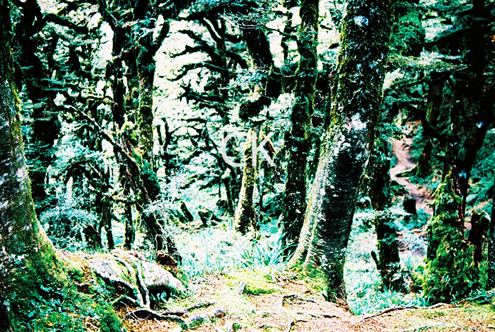 NZ_33_10