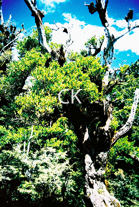 NZ_34_05