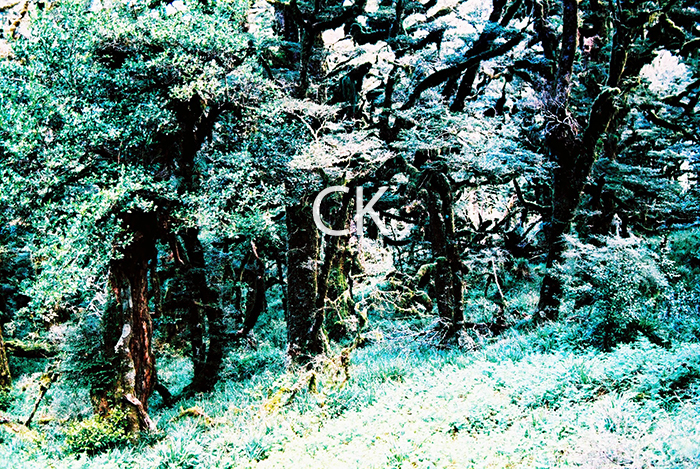 NZ_34_26