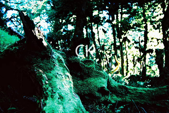 NZ_35_06