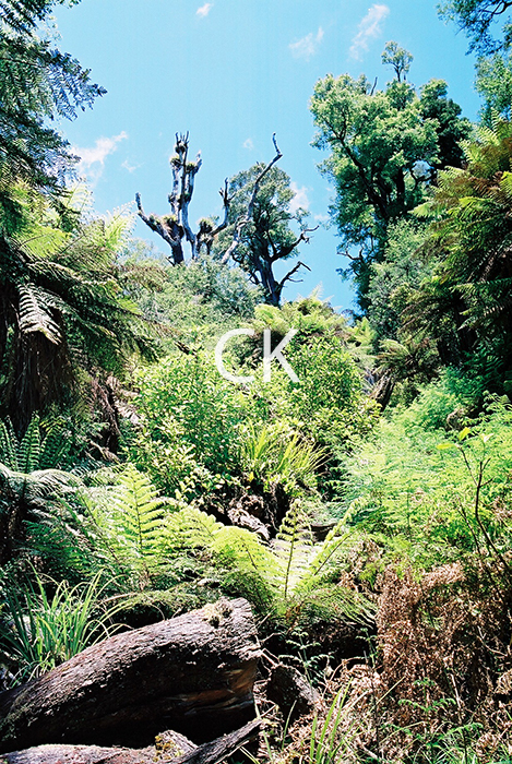 NZ_36_20