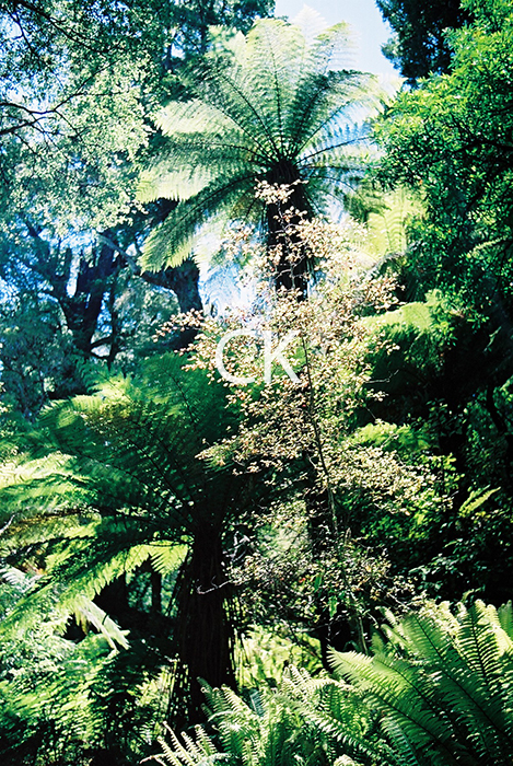 NZ_36_33
