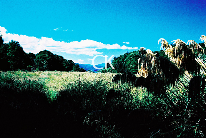 NZ_37_06