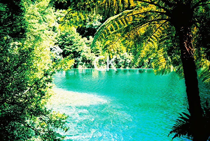 NZ_42_12