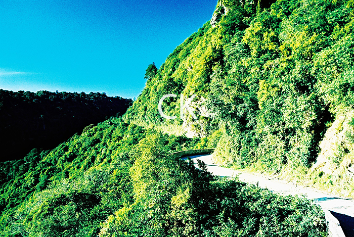 NZ_42_36