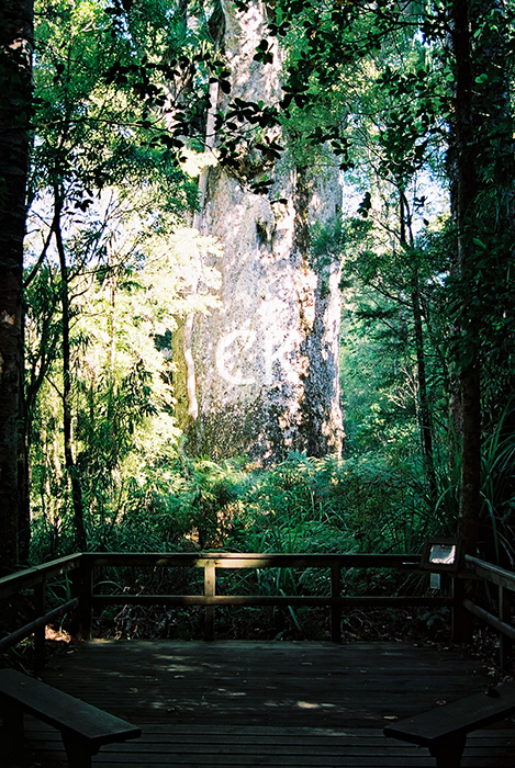 NZ_60_15