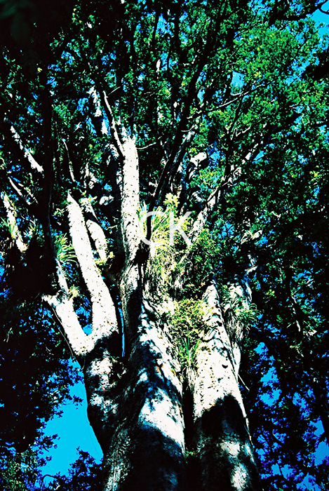 NZ_65_28