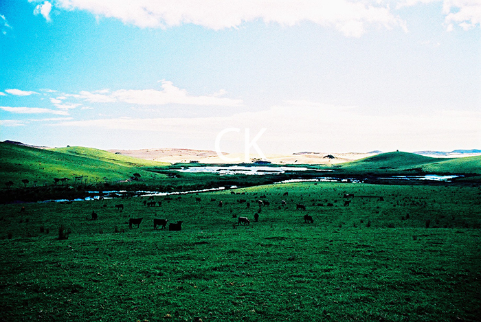 NZ_68_26