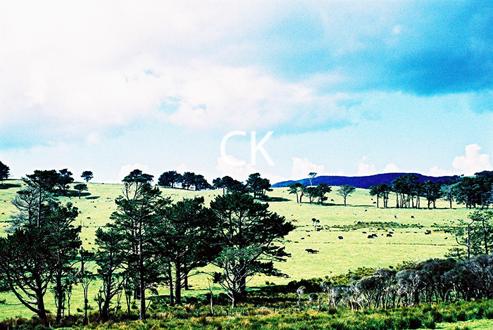 NZ_68_31