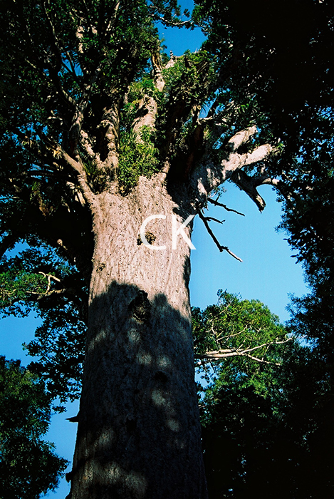 NZ_69_08